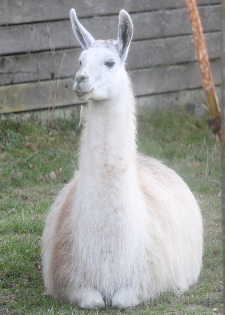 Llama