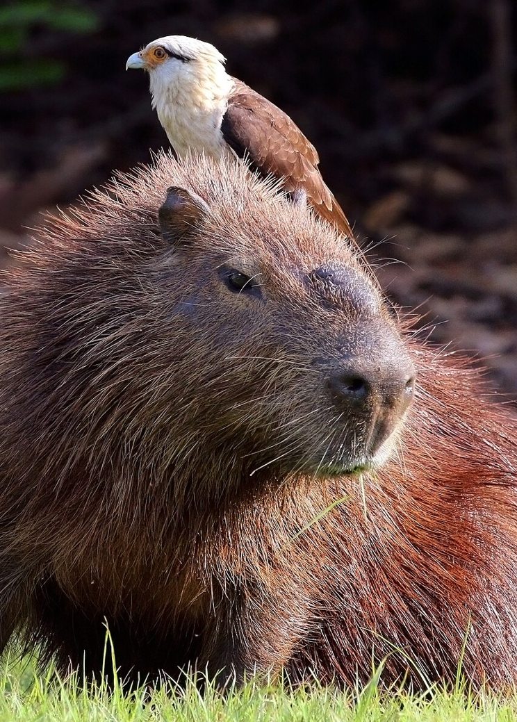 Capybara