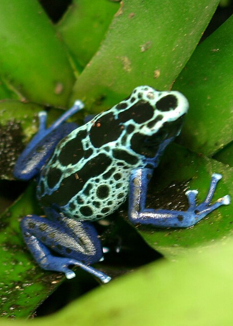 Poison Dart Frog
