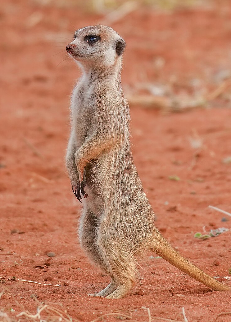 Meerkat