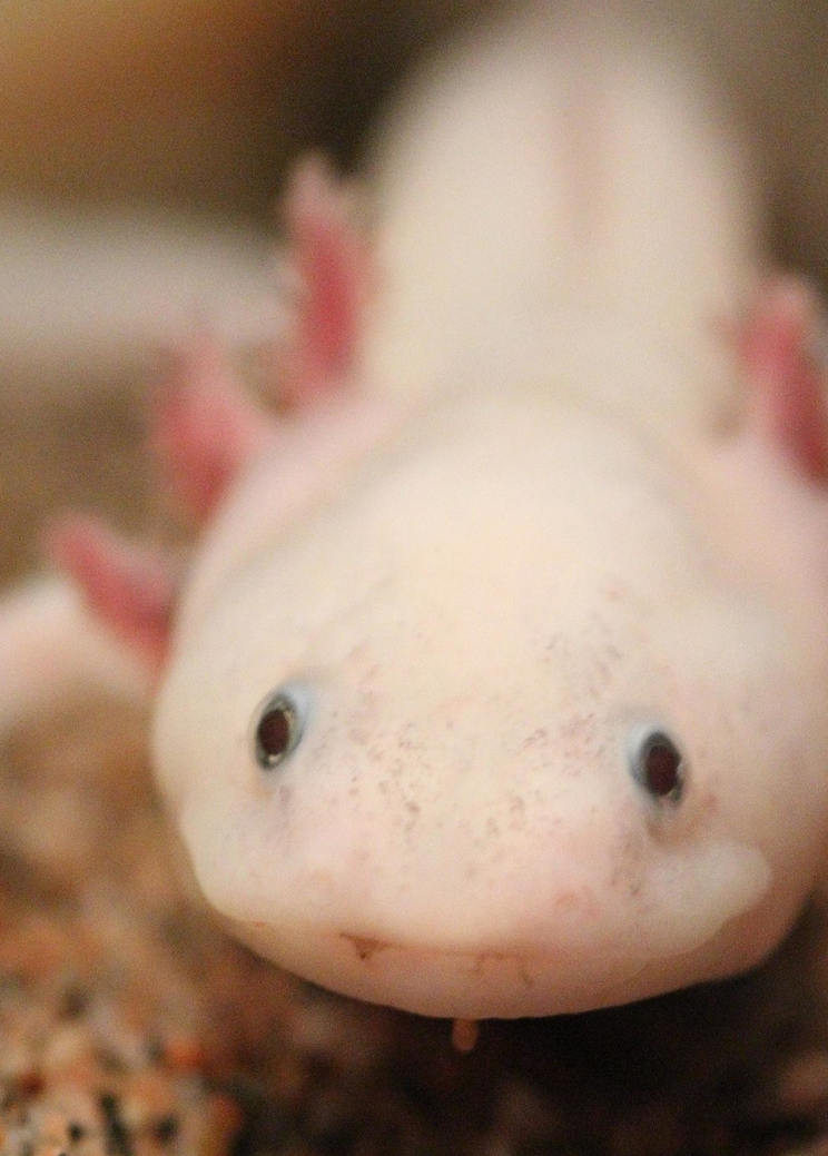 Axolotl